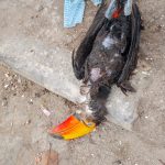 Famoso tucano cabista, que conquistou as redes sociais, é encontrado morto dentro de lixeira no Morro da Cabocla