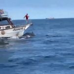 MPF entra em cena após vídeo de baleia atropelada por barco em Arraial do Cabo chocar o país