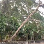 Árvore caída sobre rede elétrica causa falta de luz e preocupa moradores no centro de Araruama