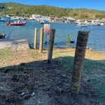Prefeitura inicia “força-tarefa verde” para salvar ecossistema de mangue no Portinho, em Cabo Frio