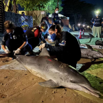 Tragédia em Búzios: Golfinhos aparecem em massa na Praia de Manguinhos e dois morrem encalhados