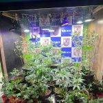Estufa do tráfico: homem é preso com 57 pés de maconha dentro de casa em São Pedro da Aldeia