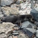 Leão-marinho “foge do frio” e surpreende banhistas em Arraial do Cabo