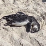 Tragédia na areia: pinguins aparecem mortos em Arraial do Cabo e comovem banhistas