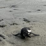 Gambás, jacarés e até pinguins: mais de 560 animais silvestres surpreendem moradores de Cabo Frio