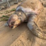 Duas tartarugas-marinhas aparecem mortas em menos de 24h em Cabo Frio