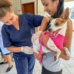 Cabo Frio realiza nova etapa da Vacinação Antirrábica para cães e gatos nesta segunda (13)