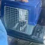 Pitbull que atacava cães no Novo Portinho é recolhido em Cabo Frio