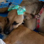 Feira de adoção de cães e gatos movimenta Cabo Frio neste sábado com vacinação e castração gratuita