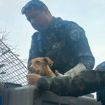 Cão abandonado por mais de 15 dias é resgatado em matagal de Cabo Frio; tutora é identificada