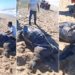 Tartaruga-de-couro é encontrada morta em praia de Cabo Frio e passa por necrópsia do Instituto BW