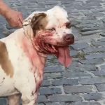 Pitbull ataca e mata pinscher em Barra de São João, distrito de Casimiro de Abreu