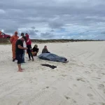 Pescador desaparecido após naufrágio é encontrado morto em praia de Saquarema