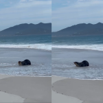 Lobo-marinho é encontrado descansando em praia de Monte Alto, em Arraial do Cabo