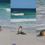 Lobo-marinho visto em Monte Alto e Cabo Frio aparece novamente em Arraial do Cabo