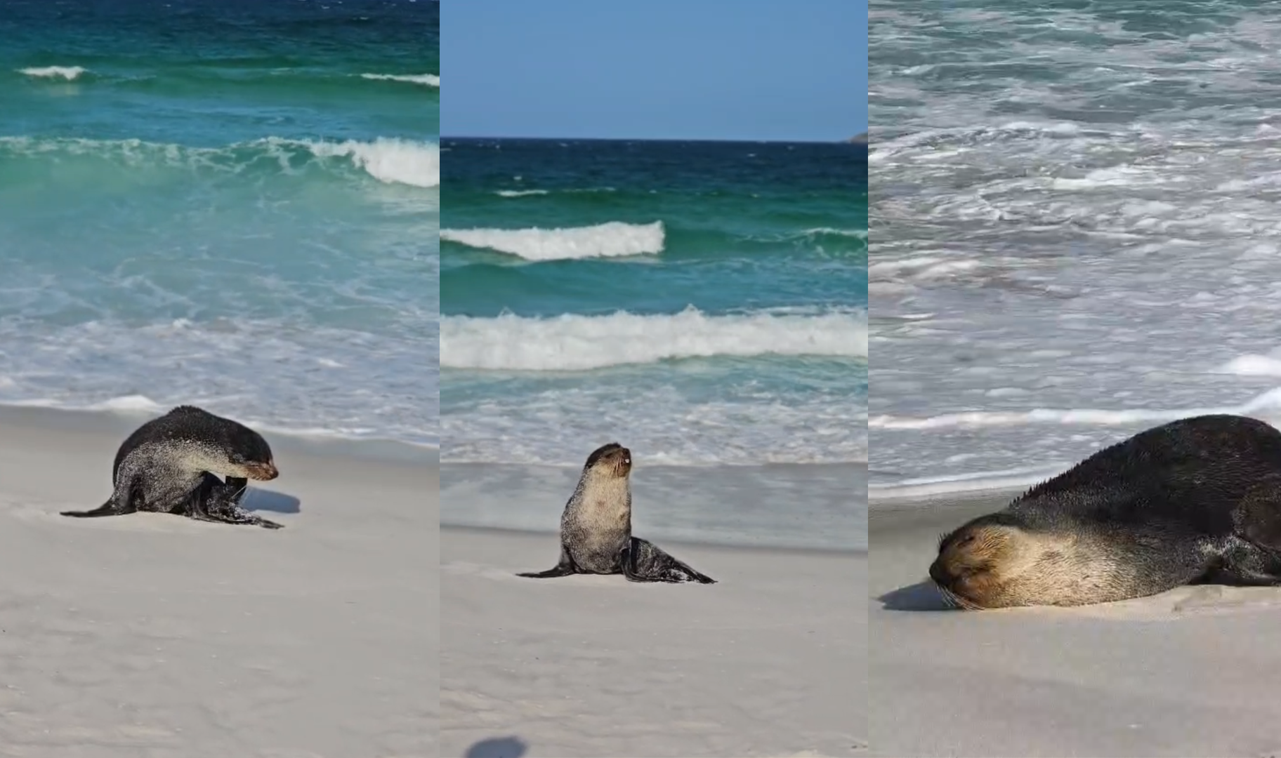 Lobo-marinho visto em Monte Alto e Cabo Frio aparece novamente em Arraial do Cabo