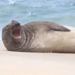 Elefante-marinho de 400 quilos é encontrado em praia de Maricá com marcas pelo corpo