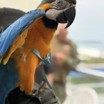Guarda Marítima e Ambiental de Cabo Frio reforça treinamento para resgate de animais silvestres