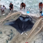 Raia gigante surpreende pescadores e chama atenção na Praia Grande, em Arraial do Cabo
