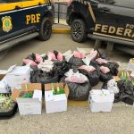 PF e PRF apreendem quase 59 kg de drogas e 760 frascos de lança-perfume em Araruama