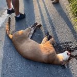 Onça-parda morre após ser atropelada na rodovia Serramar, em Casimiro de Abreu