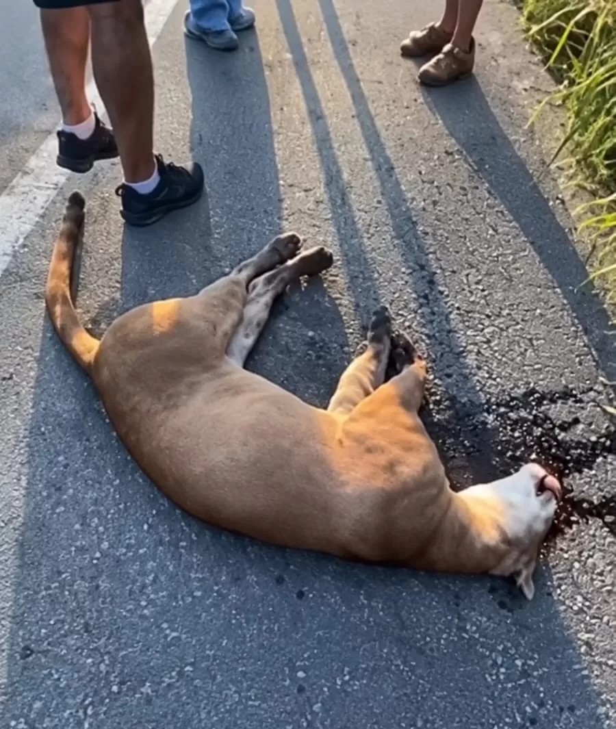 Onça-parda morre após ser atropelada na rodovia Serramar, em Casimiro de Abreu