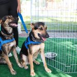 Saquarema promove campanha de prevenção ao câncer de mama em animais