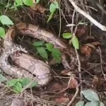 Moradores encontram jiboia durante limpeza de quintal em Araruama