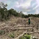 Operação da Guarda Municipal Ambiental desmantela desmatamento ilegal e tentativa de grilagem em Baía Formosa