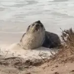 Lobo-marinho subantártico é visto em praia de Arraial do Cabo e recebe monitoramento de especialistas