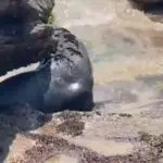 Leão-Marinho encanta visitantes na Praia Brava em Búzios